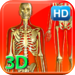 3D Human Skeleton HD